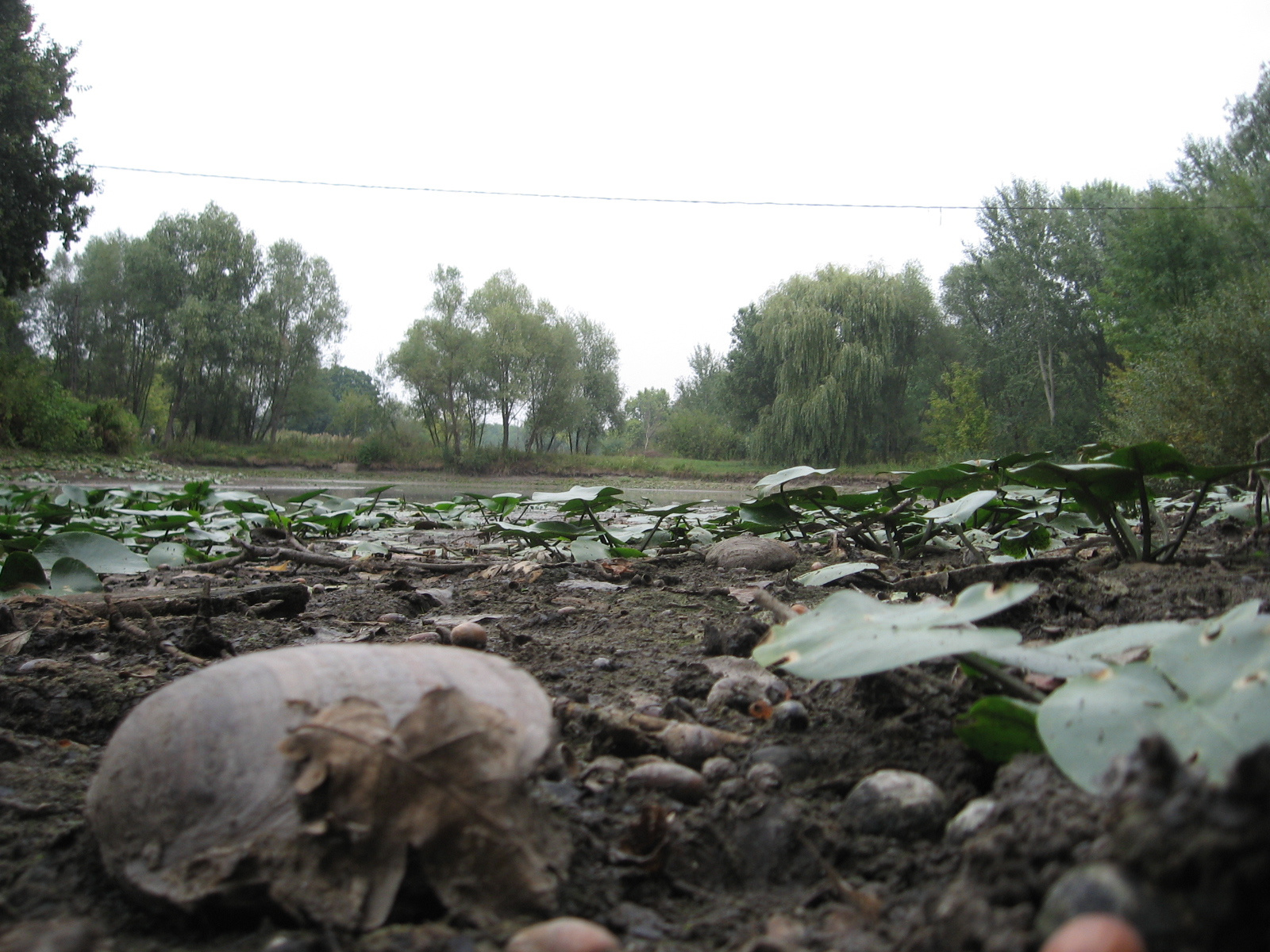 2009.09.17.-Szedres ős-sárvíz 034