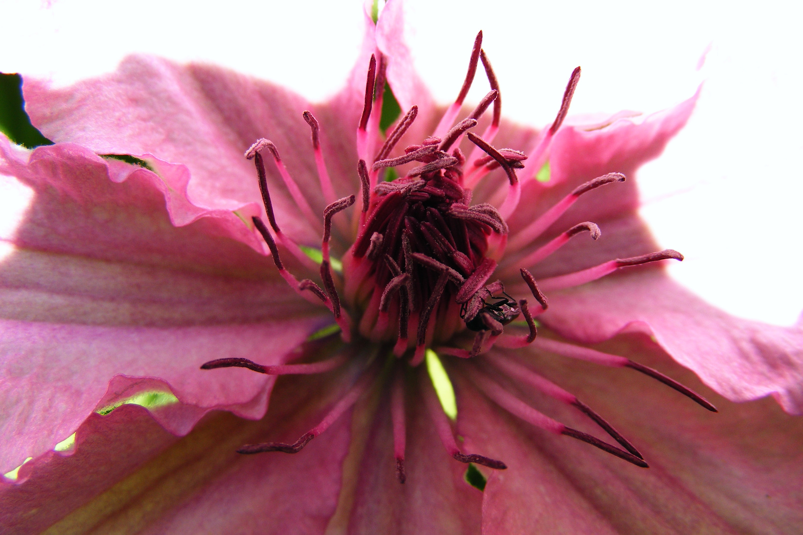 clematis