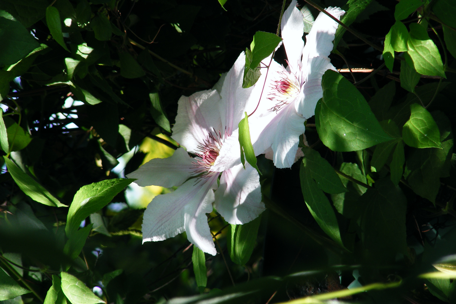 clematis