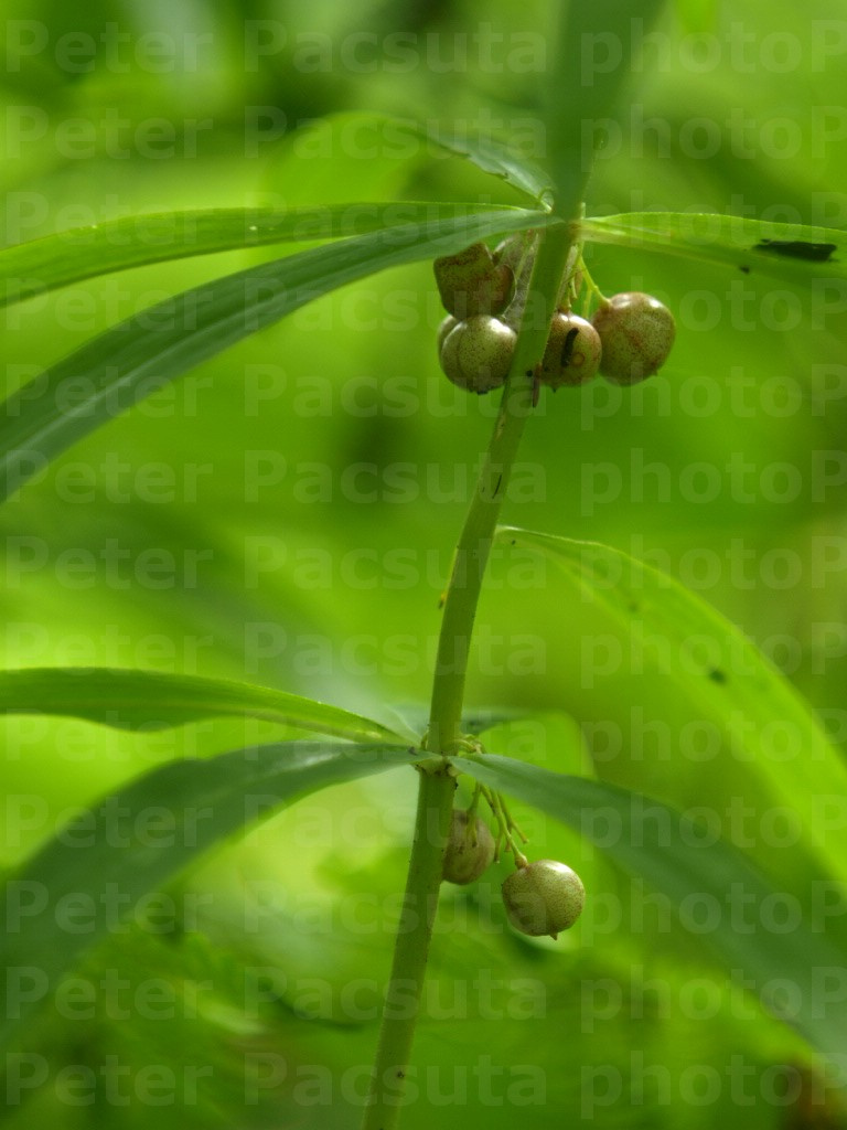 Pávafarkú salamonpecsét (Polygonatum verticillatum)