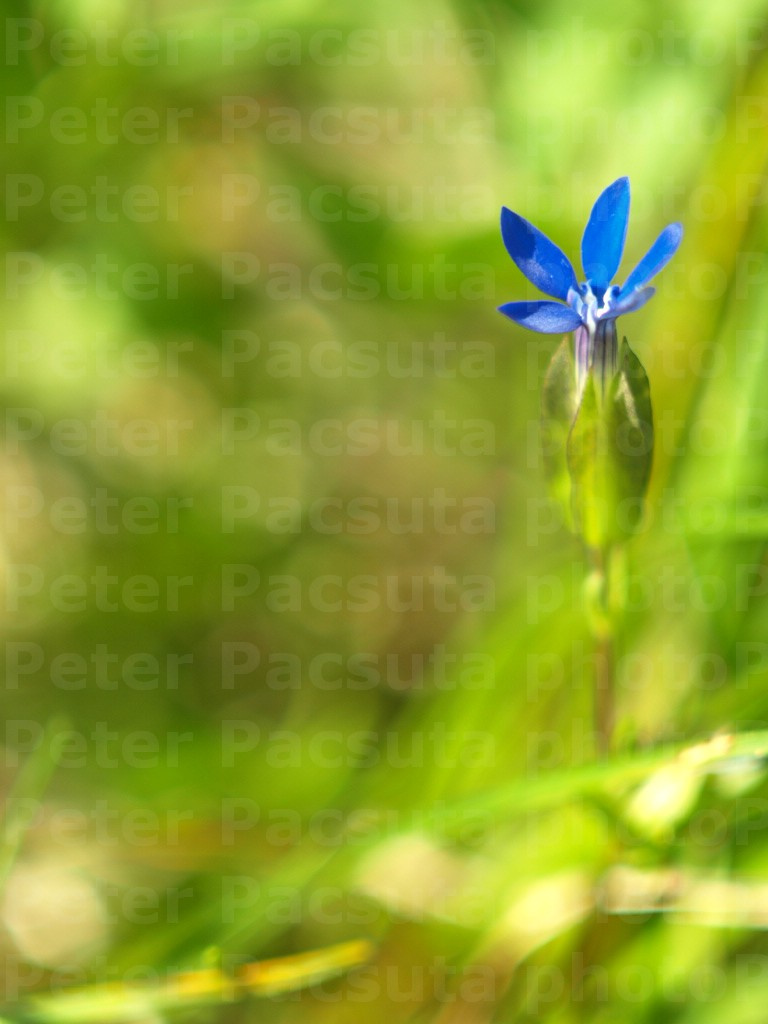 Hólyagos tárnics (Gentiana utriculosa)