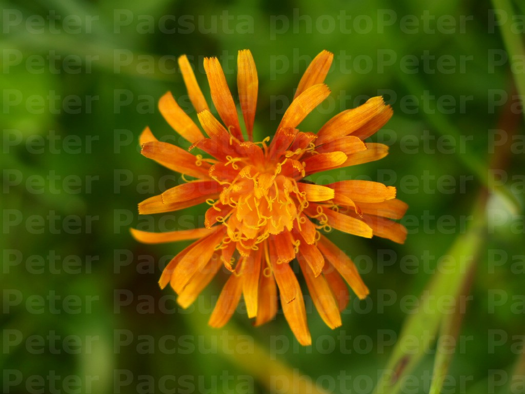 Rezes hölgymál (Hieracium aurantiacum)