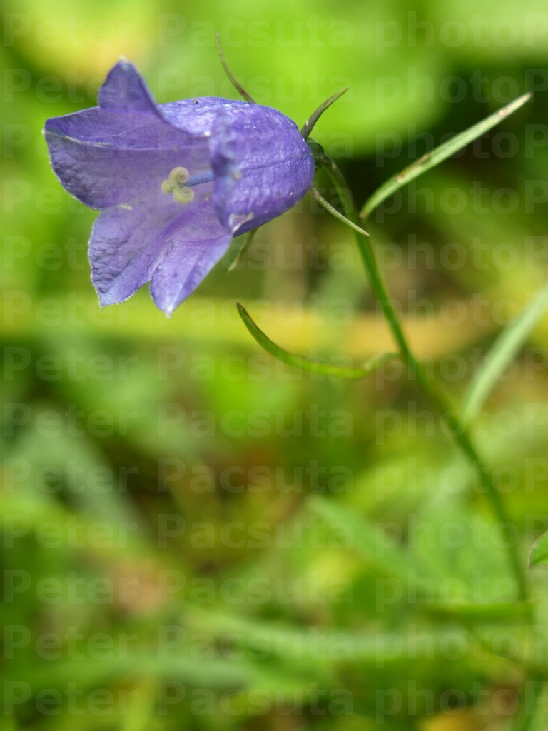 Kereklevelű harangvirág (Campanula rotundifolia).