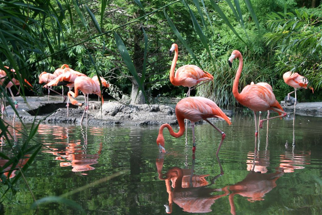 flamingó tájkép