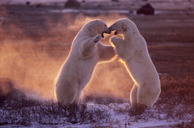 polar-bears-fighti 1811599i