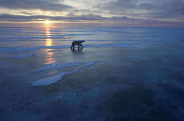 polar-bear-sunset 1811618i 2