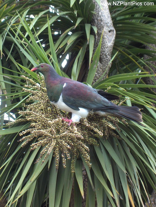 kereru on cordyline