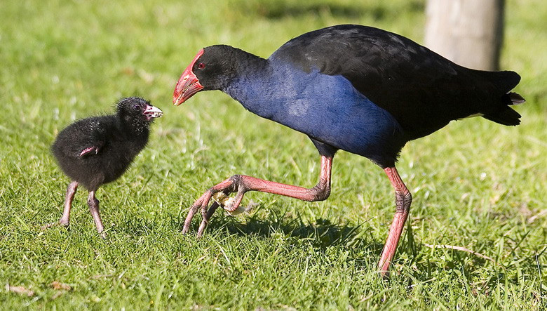 pukeko and babe