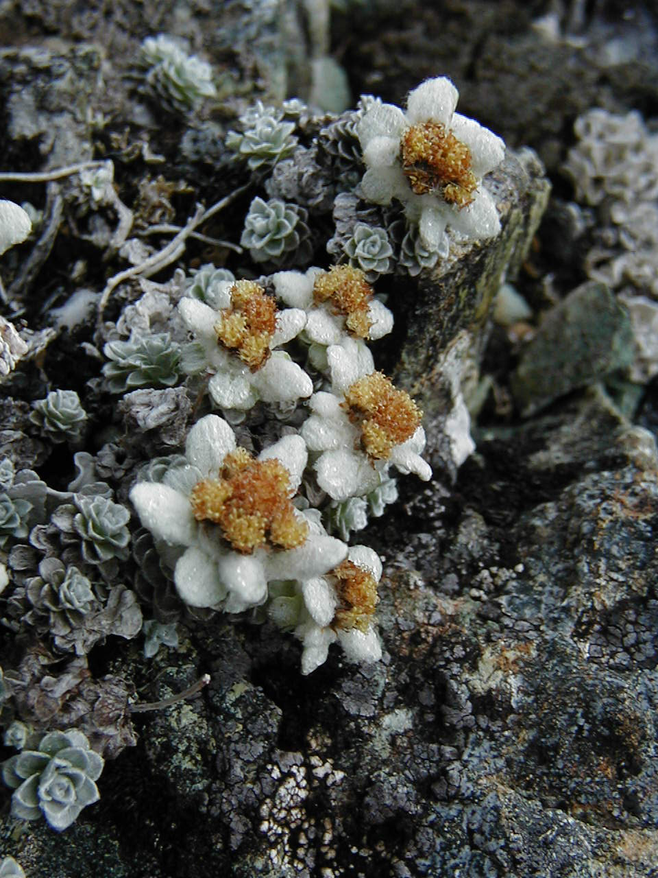 South Island Edelweiss