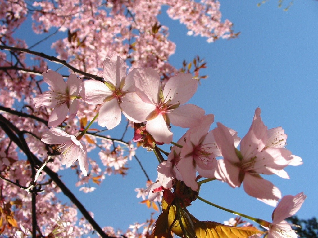 spring-flowers