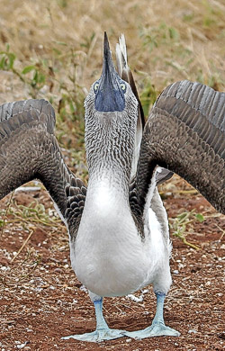 250Blue-footedBooby