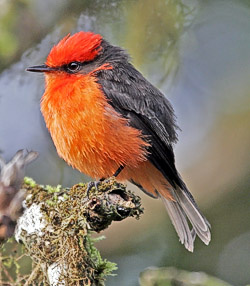 250VermilionFlycatcher