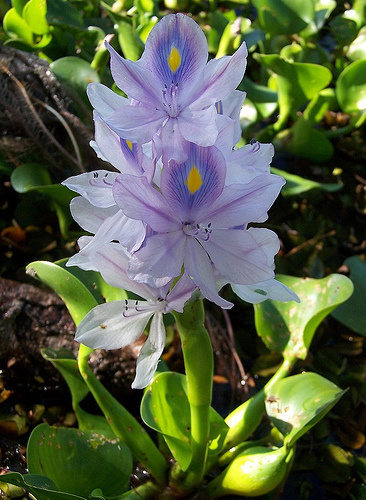 Vizijácin - Waterhyacinth (Eichornia crassipes)