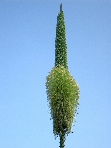 Agave victoria reginae 2