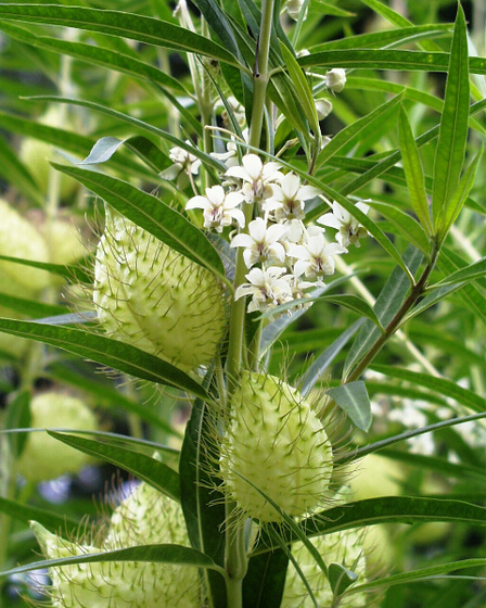 Asclepias fruticosa Baumwoll-Seidenpflanze 1