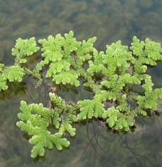 azolla moszatpafrany