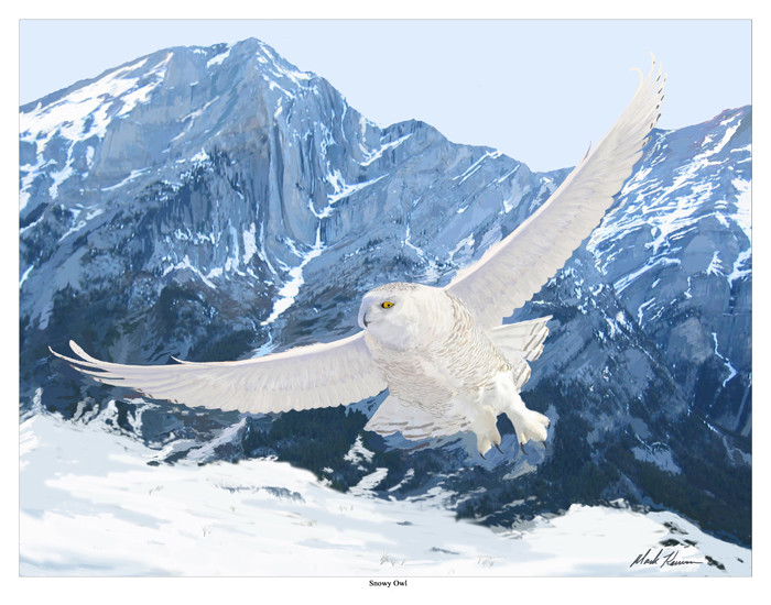 Snowy Owl 11x14 Print2 700