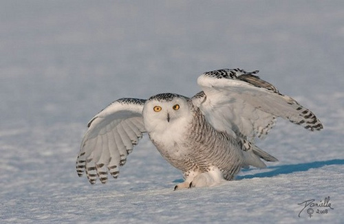 Snowy-Owl-9