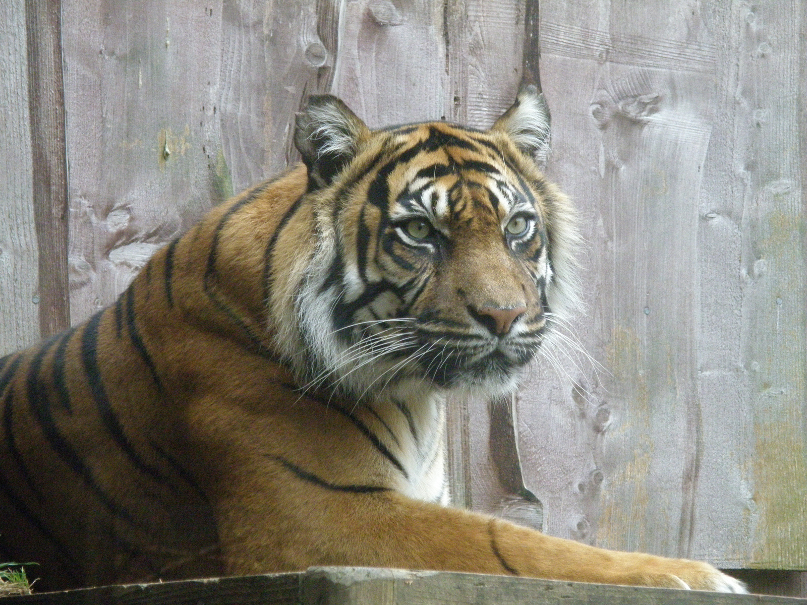 London Zoo