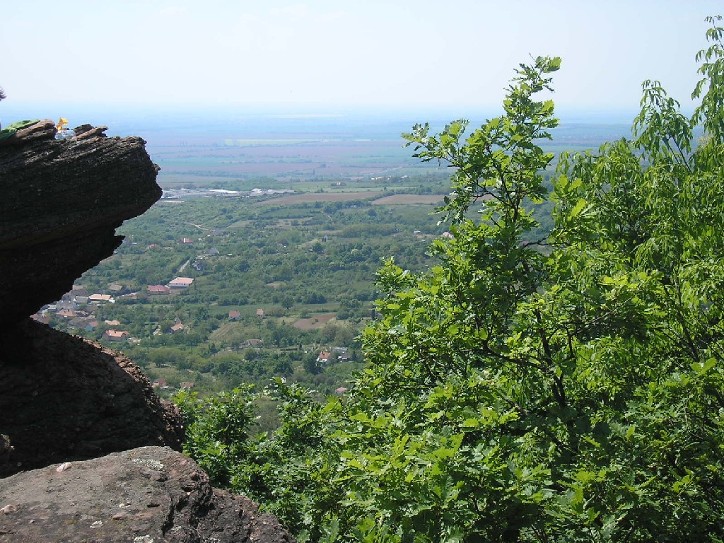 erdő-virágok-kővek 065