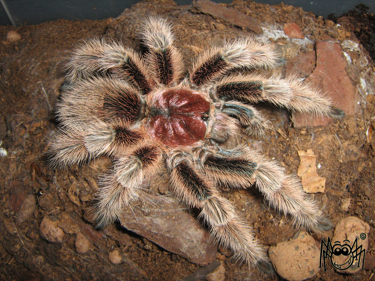 G Rosea Ncf Female Macilacispiders Indafoto Hu