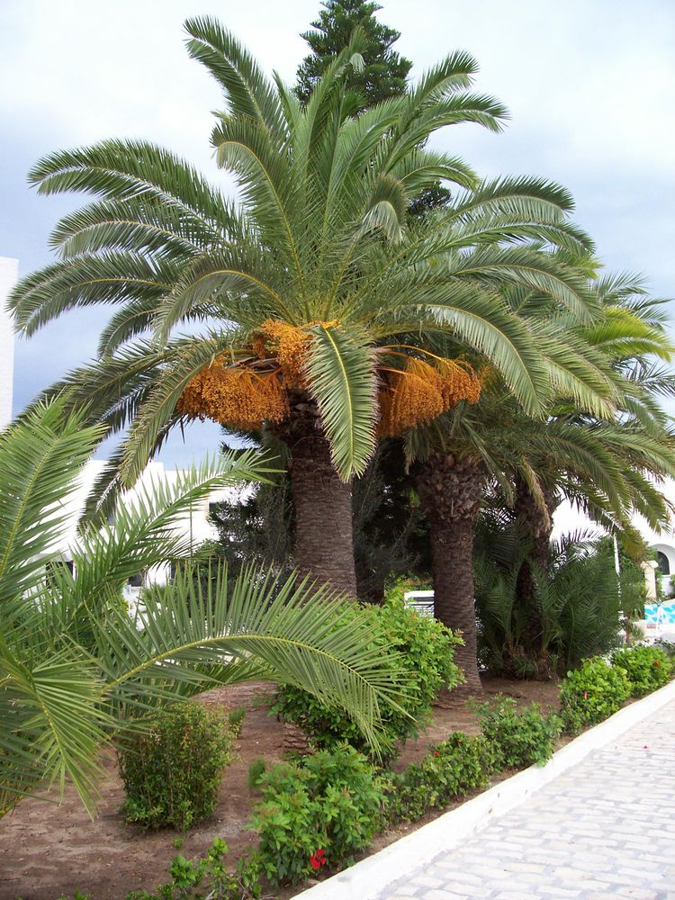 Port El Kantaoui