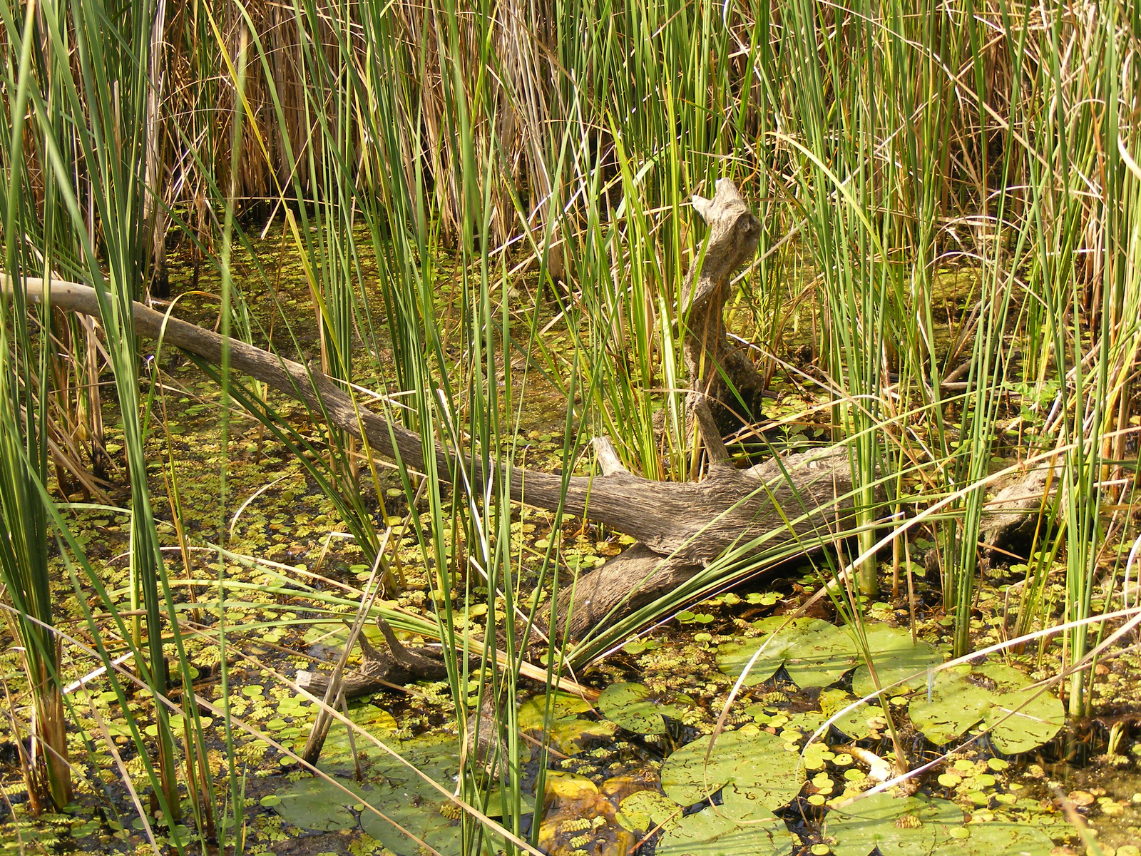 Tisza vizisétány 2009.09.12. 12-08-05