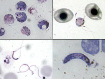 plasmodium berghei (egér, patkány)