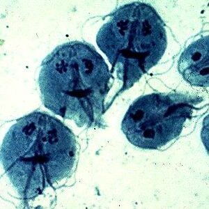 giardia duodenalis