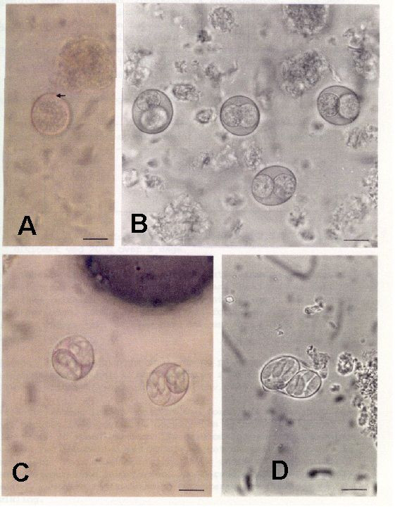 isospora suis