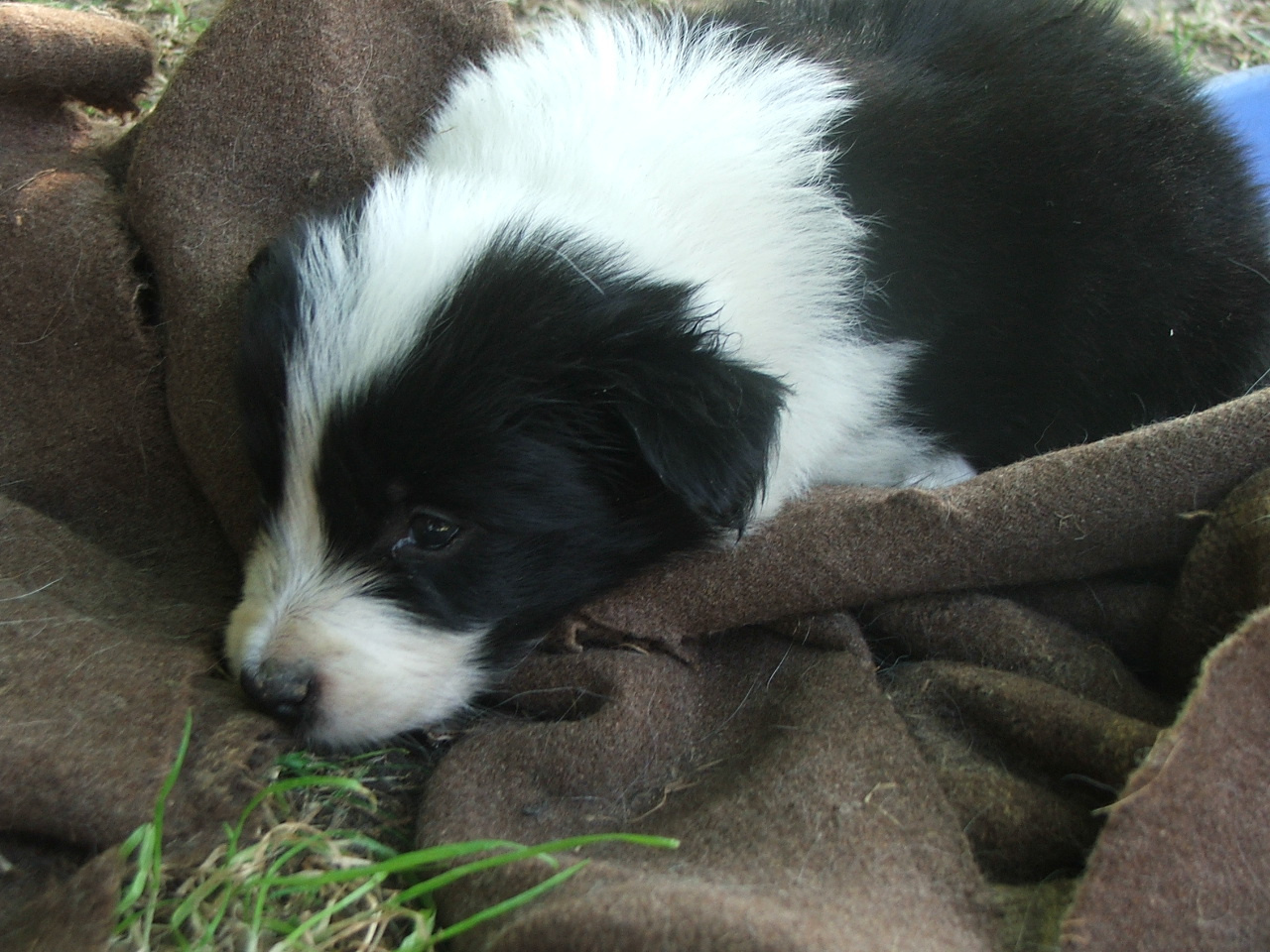 2011 .Lajosmizse-Forestry Farm 072