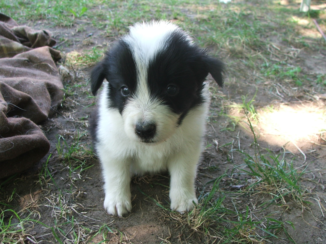 2011 .Lajosmizse-Forestry Farm 076