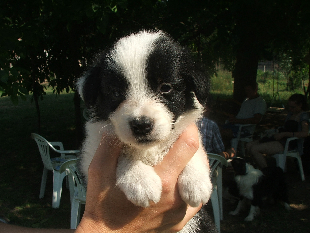 2011 .Lajosmizse-Forestry Farm 085