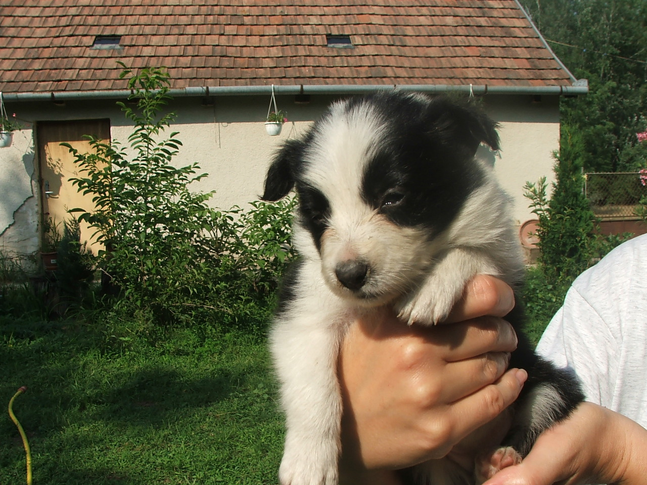 2011 .Lajosmizse-Forestry Farm 105