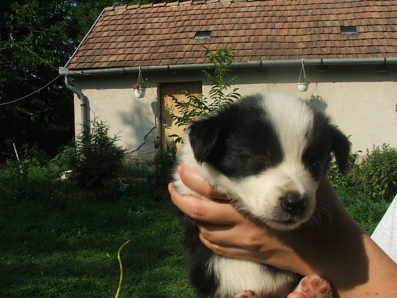 2011 .Lajosmizse-Forestry Farm 113