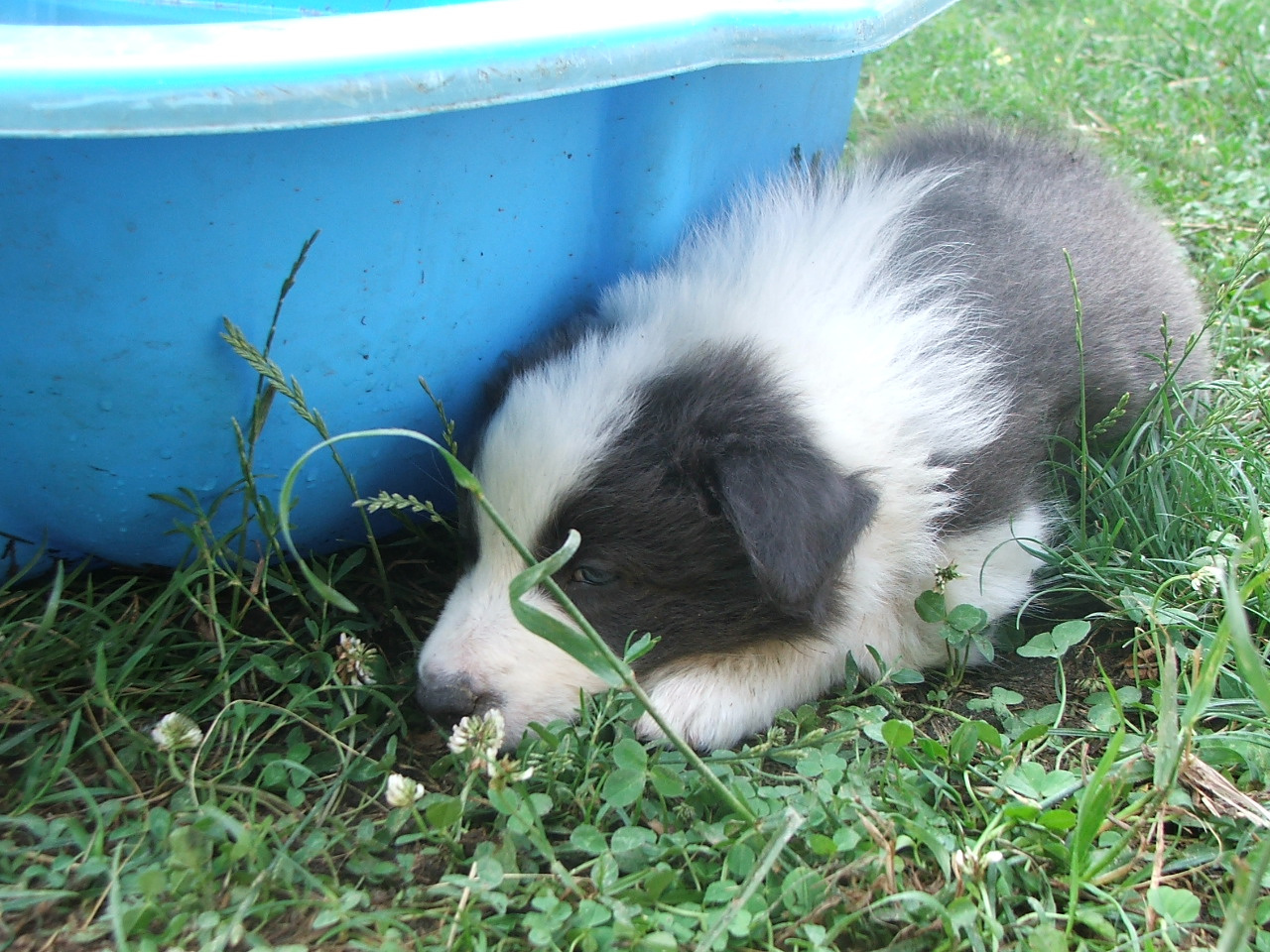 2011 .Lajosmizse-Forestry Farm 142