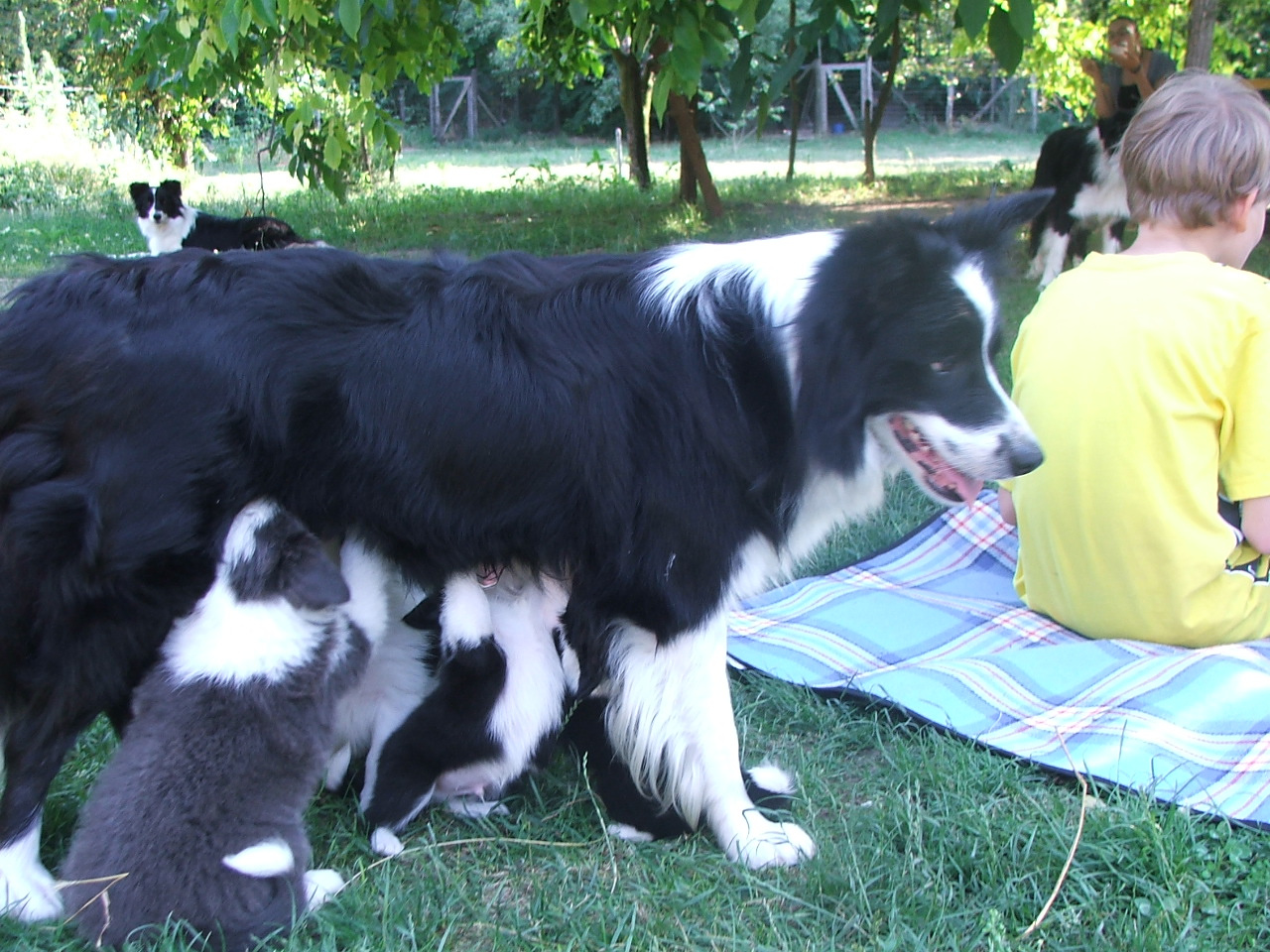 2011 .Lajosmizse-Forestry Farm 189