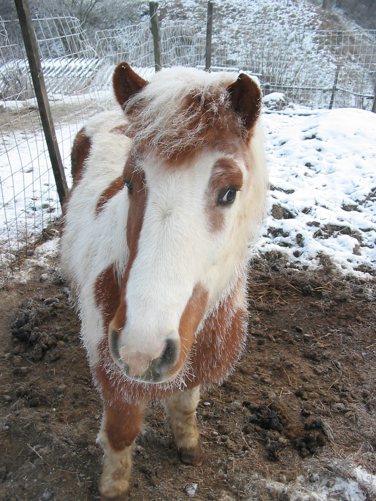 2010 12 30 zengő 006