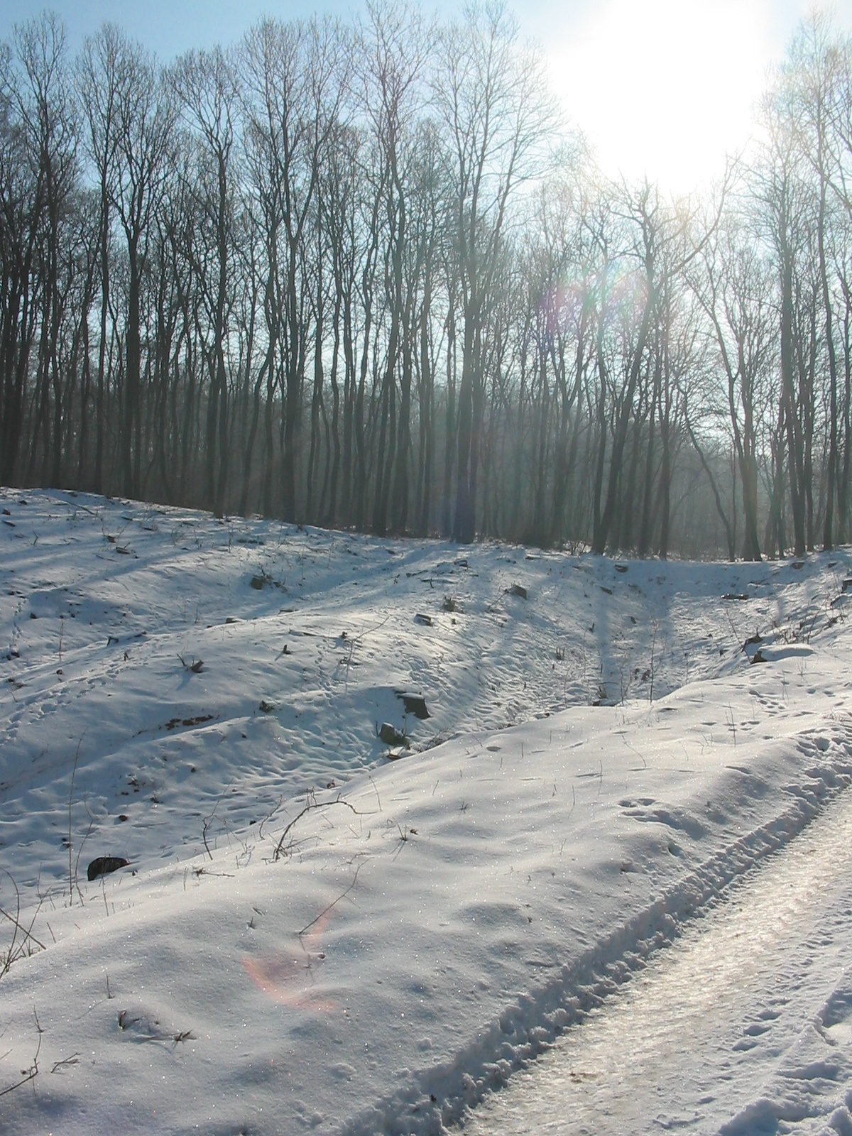 2010 01 29 de szőlő 015