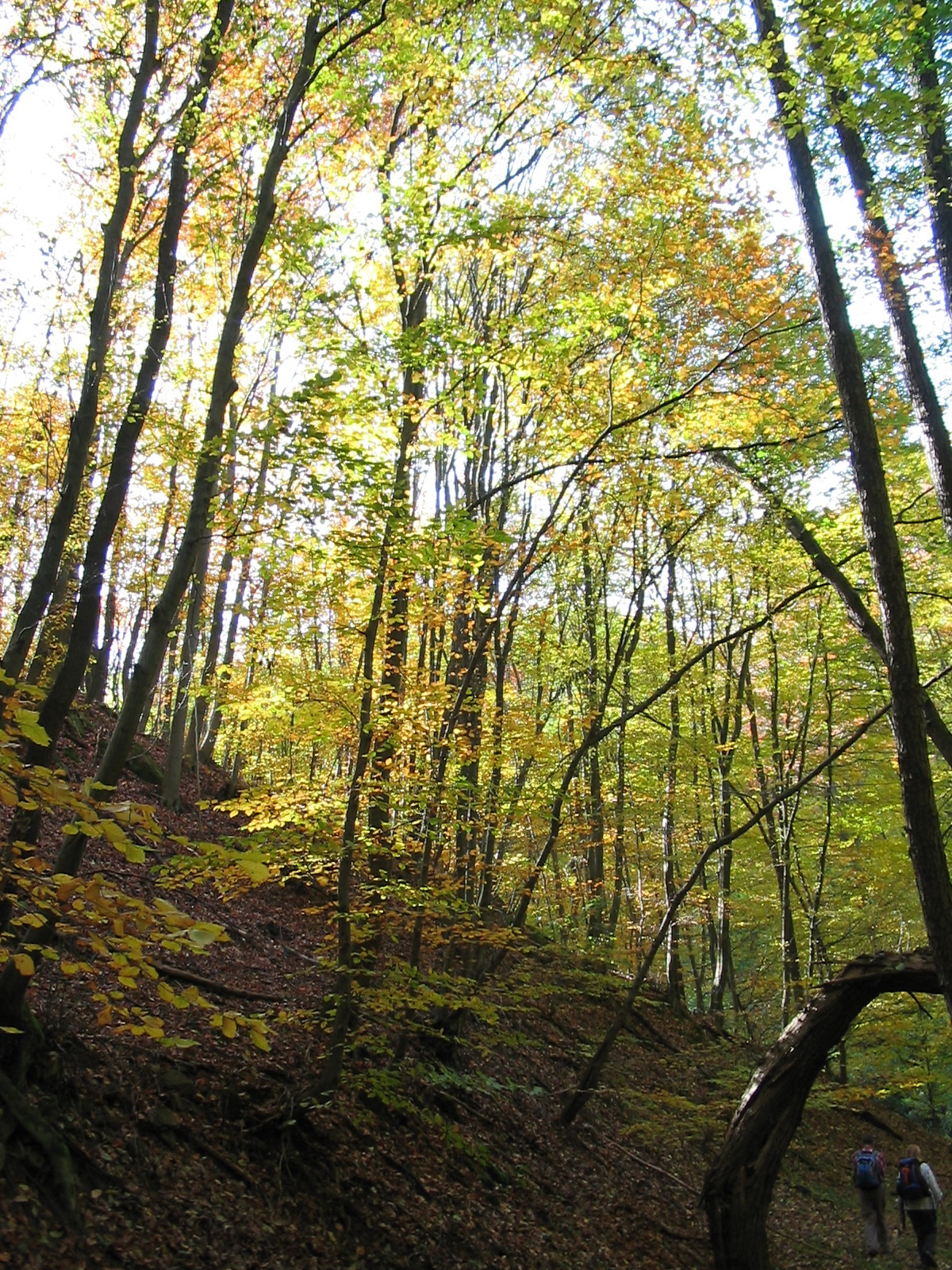 2010 10 23 Hosszúhetény -Szőlő 050