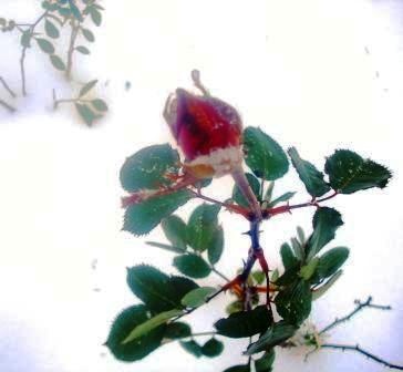 rózsa hóban