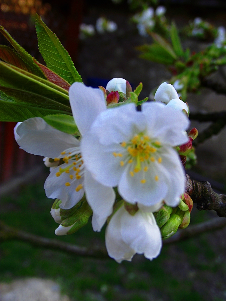 cseresznye virága