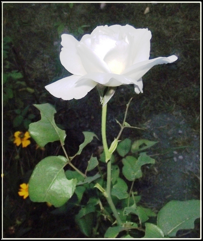 fehér rózsám