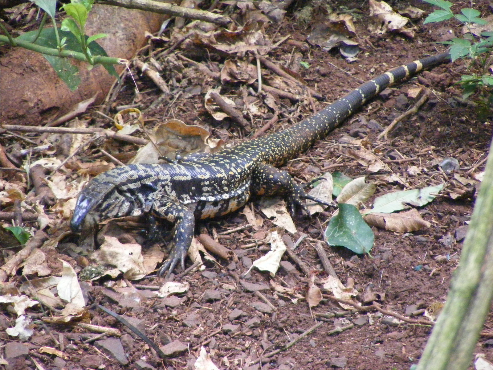 2010 0126Argentína0180