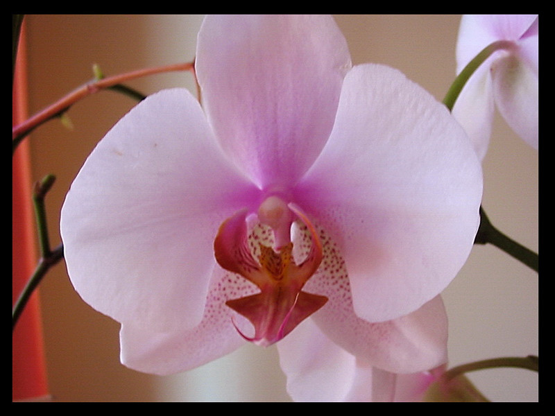 Orchidea – 001b