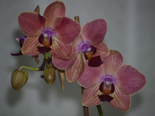 C131554 orchidea