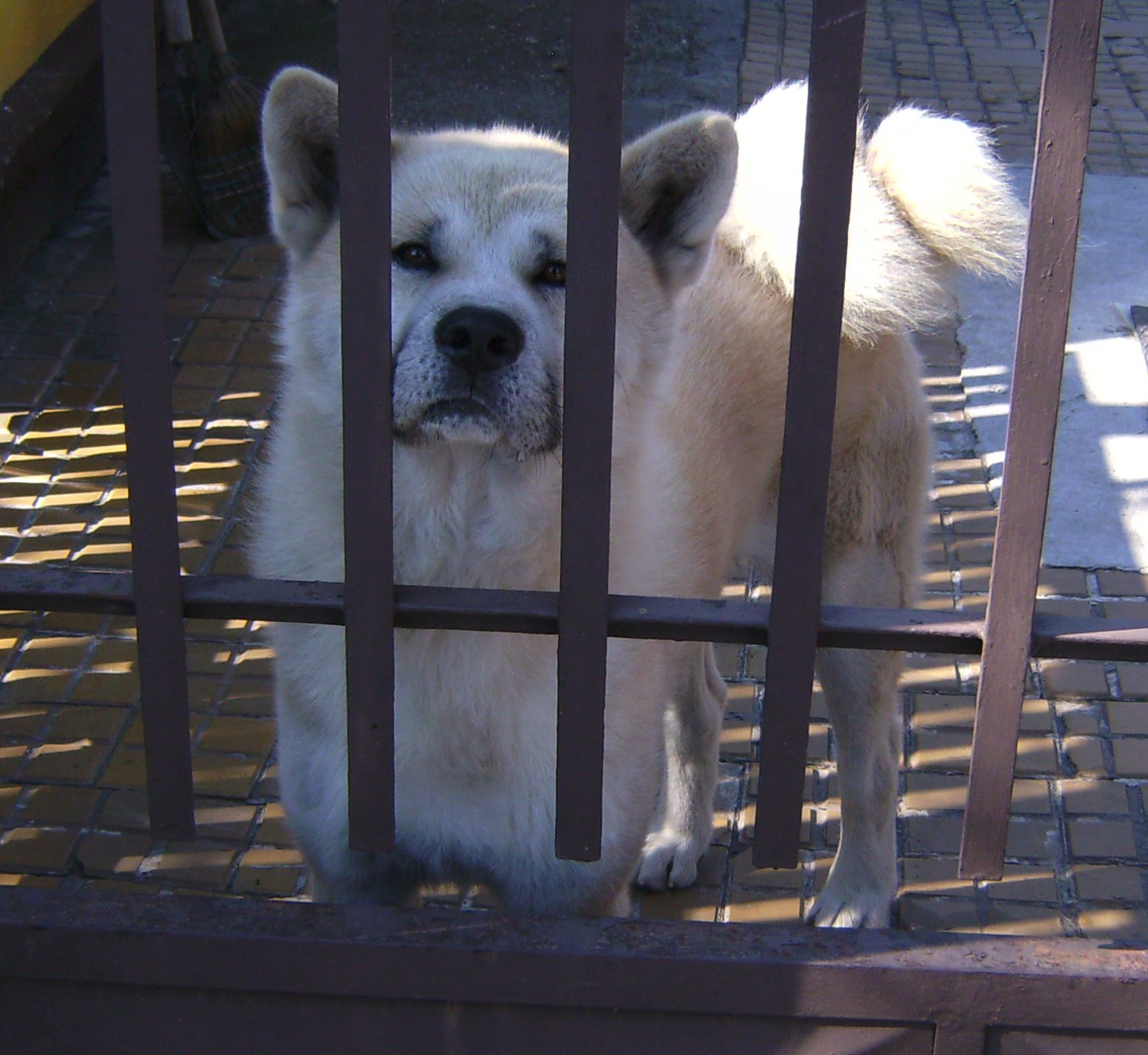 Akita inu