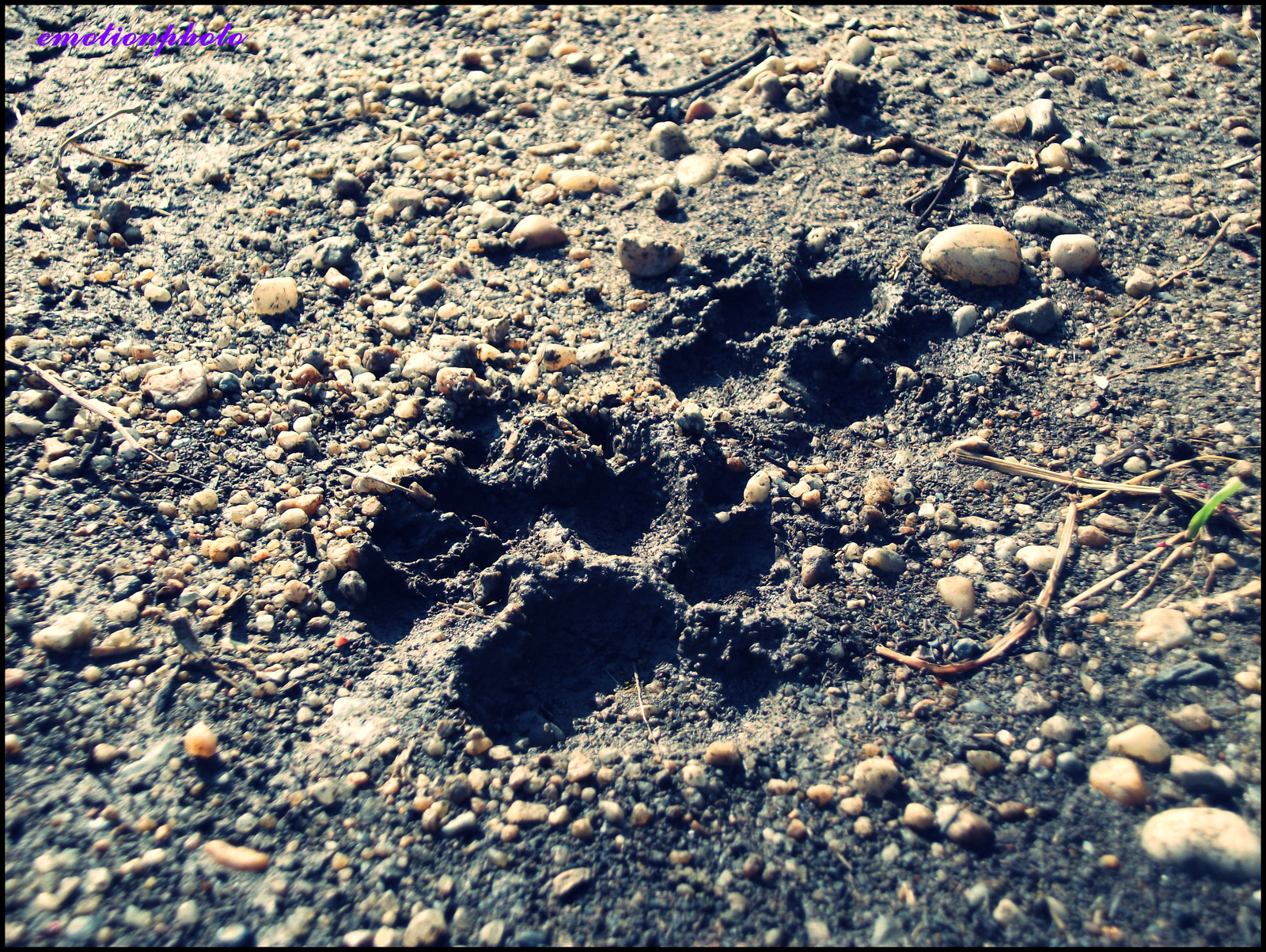 footprint