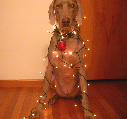 schristmas dog.png