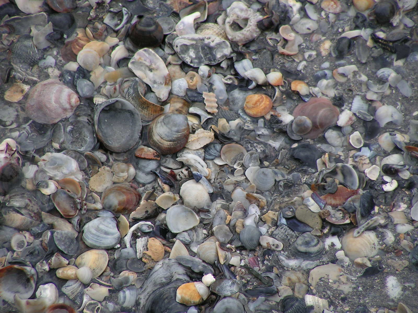 shells & pebbles